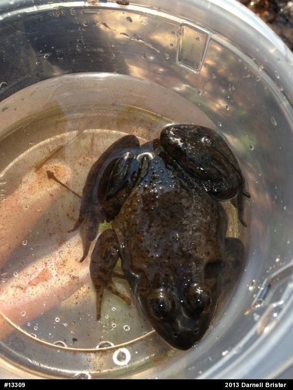 American Bullfrog