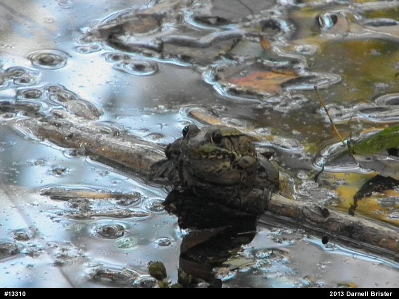Green Frog