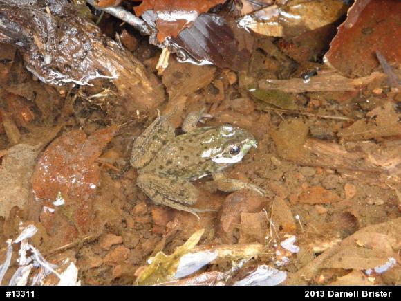 Green Frog