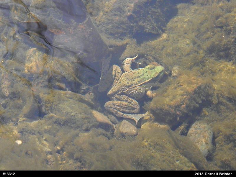 Green Frog