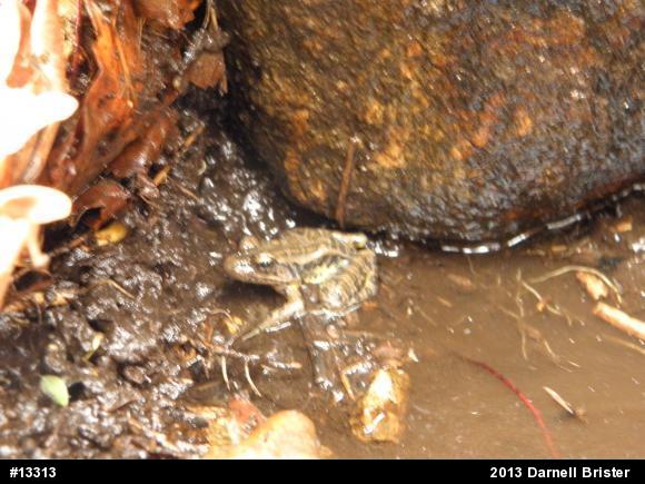 Pickerel Frog