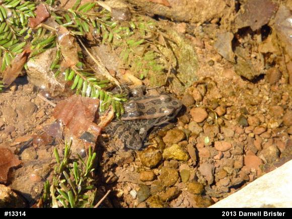 Pickerel Frog