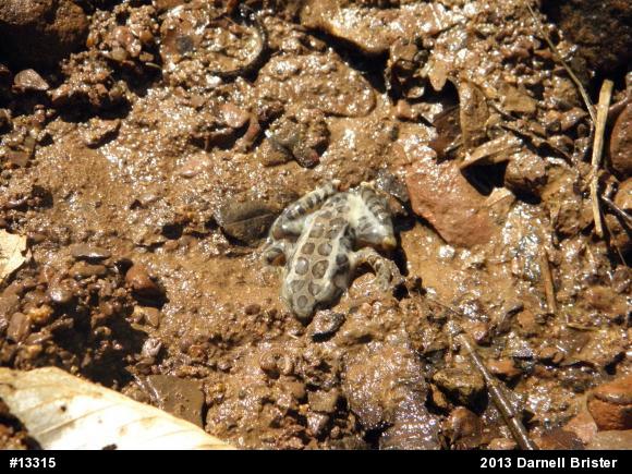 Pickerel Frog