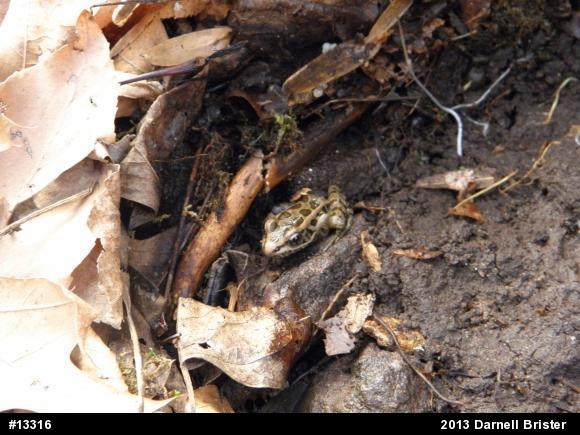 Pickerel Frog