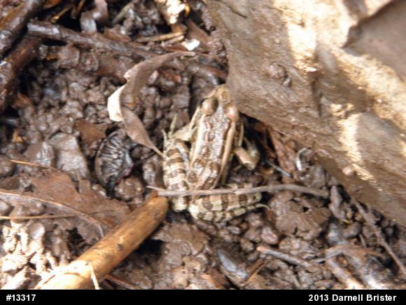 Pickerel Frog