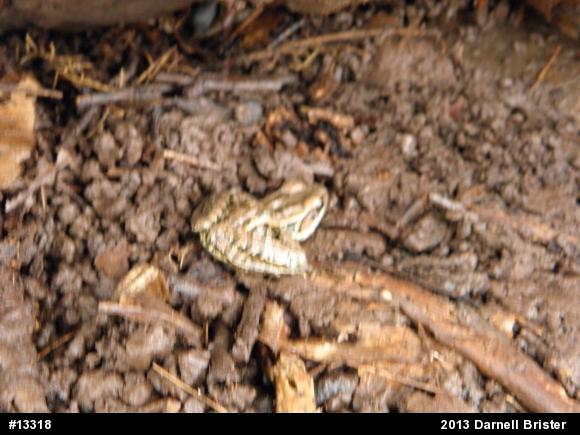 Pickerel Frog