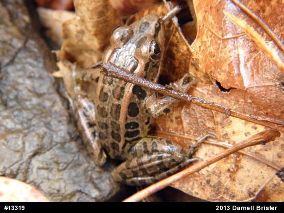 Pickerel Frog