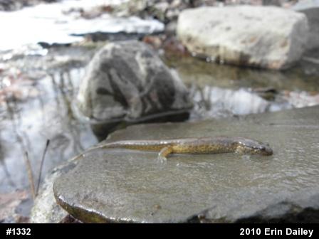 Northern Dusky Salamander