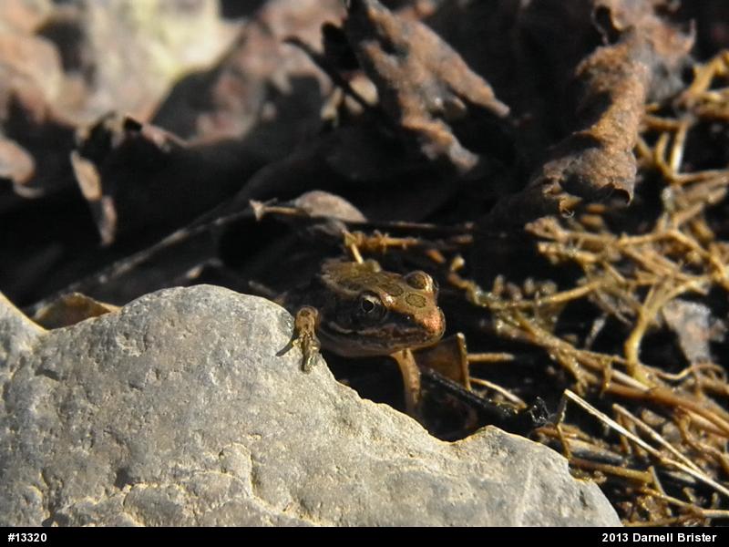 Pickerel Frog