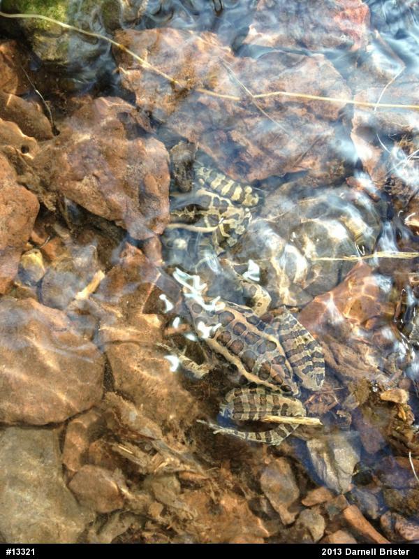 Pickerel Frog