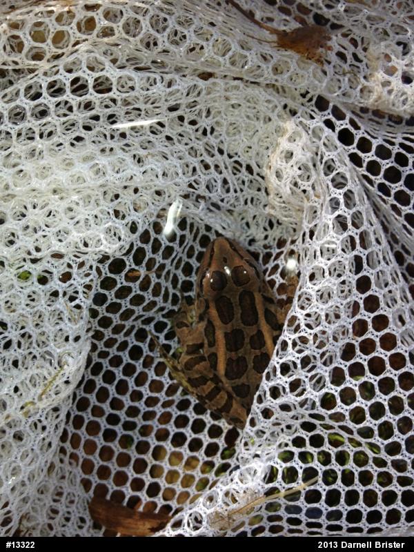 Pickerel Frog