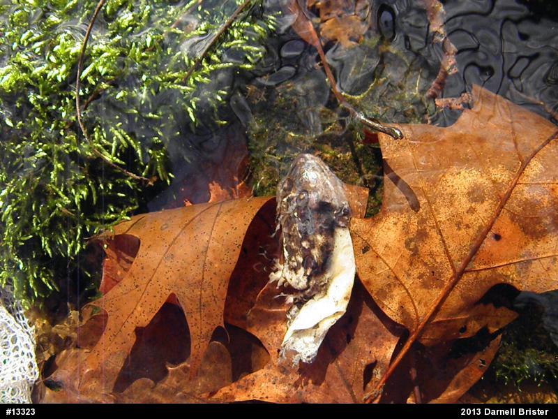Pickerel Frog