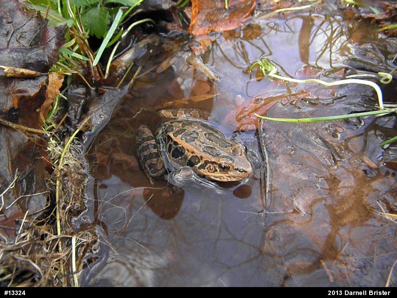 Pickerel Frog