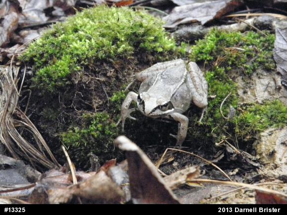 Wood Frog