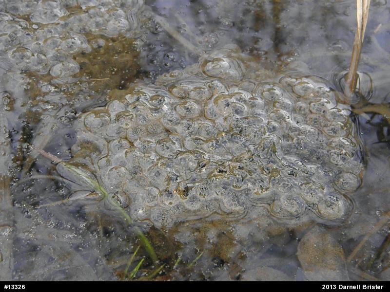 Wood Frog