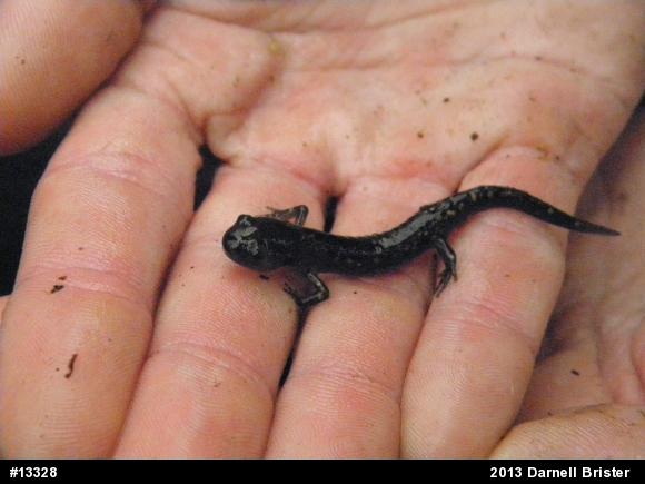 Spotted Salamander