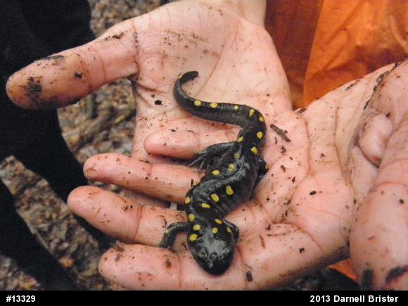 Spotted Salamander