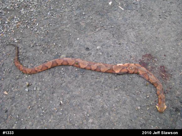 Northern Copperhead