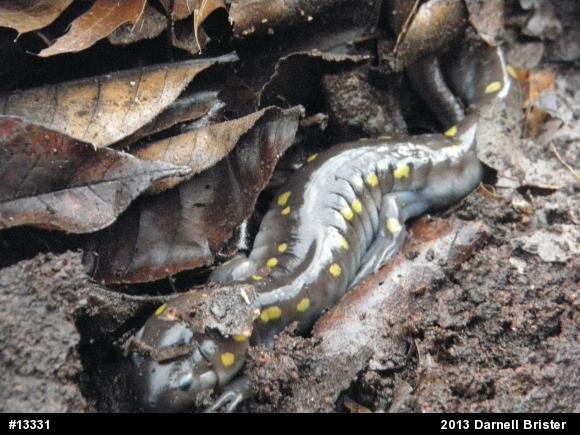 Spotted Salamander