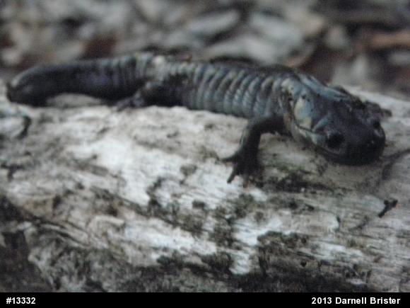 Spotted Salamander