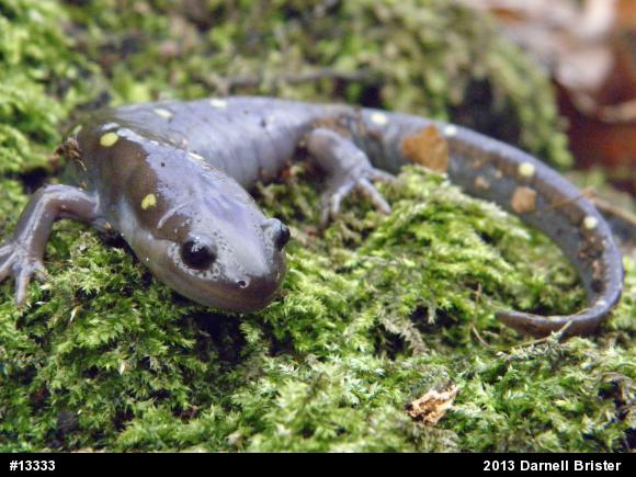 Spotted Salamander