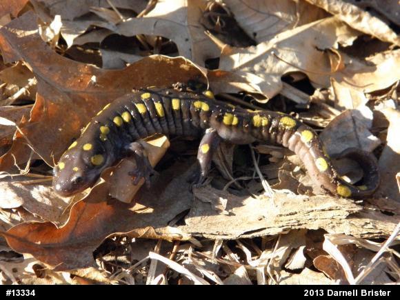 Spotted Salamander
