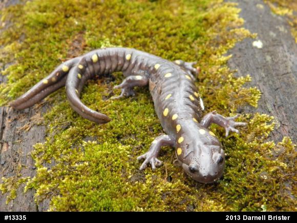 Spotted Salamander
