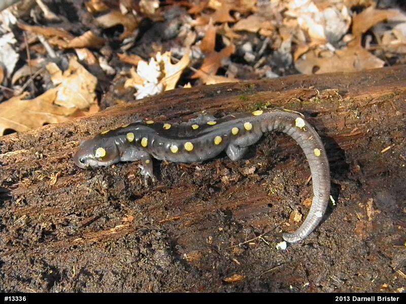 Spotted Salamander