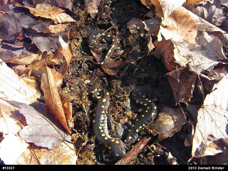 Spotted Salamander