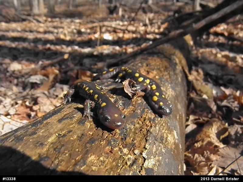 Spotted Salamander
