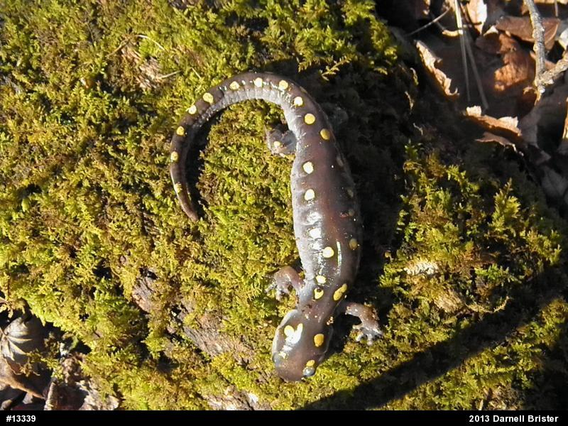 Spotted Salamander