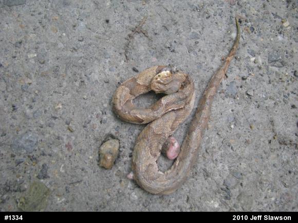 Northern Copperhead
