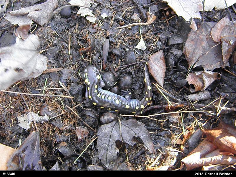 Spotted Salamander