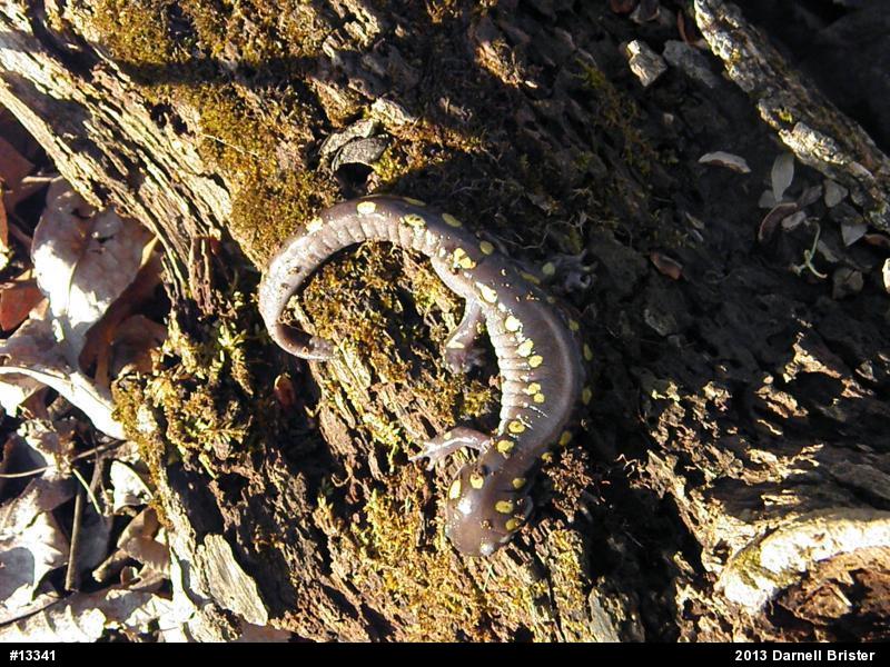 Spotted Salamander