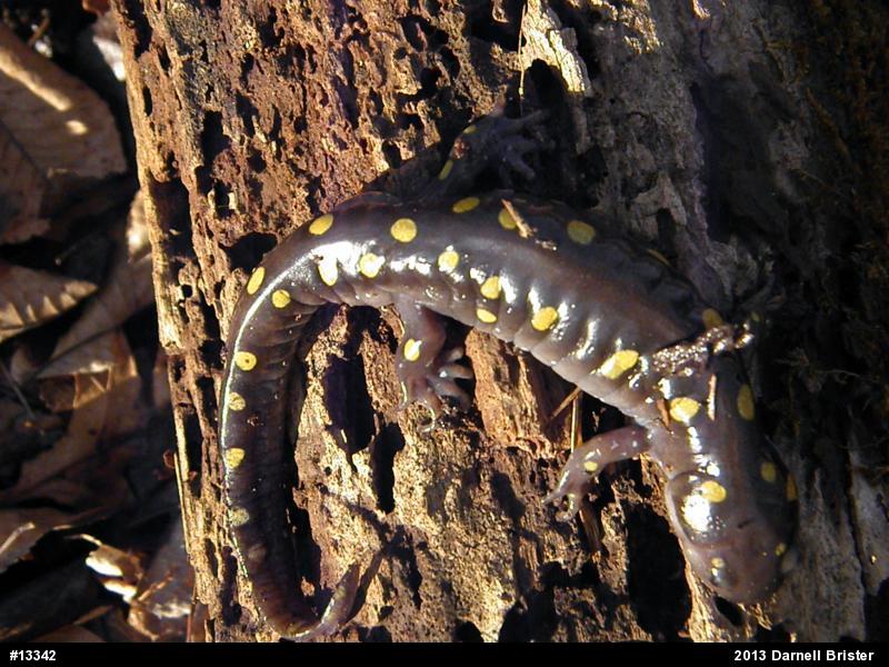 Spotted Salamander