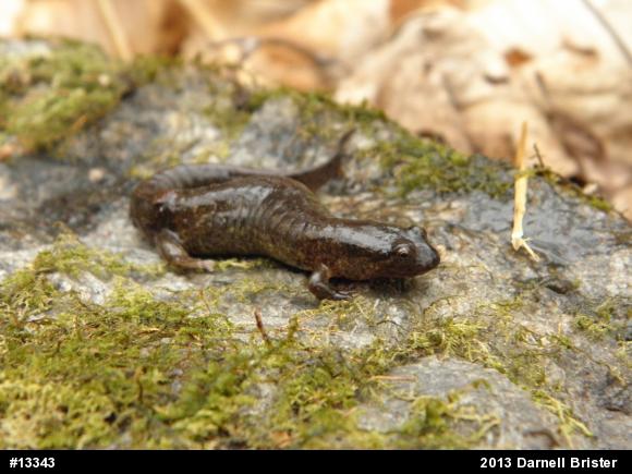Northern Dusky Salamander