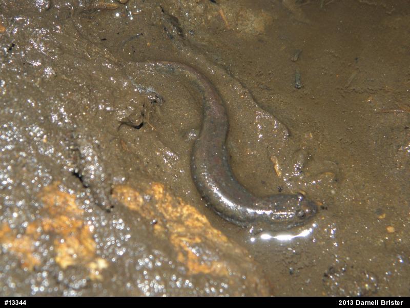 Northern Dusky Salamander