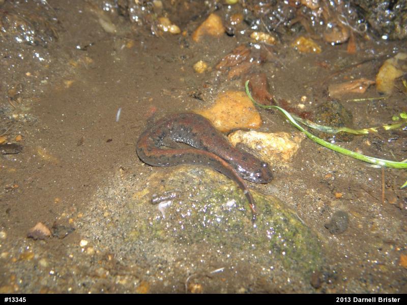 Northern Dusky Salamander