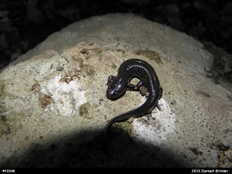 Northern Dusky Salamander