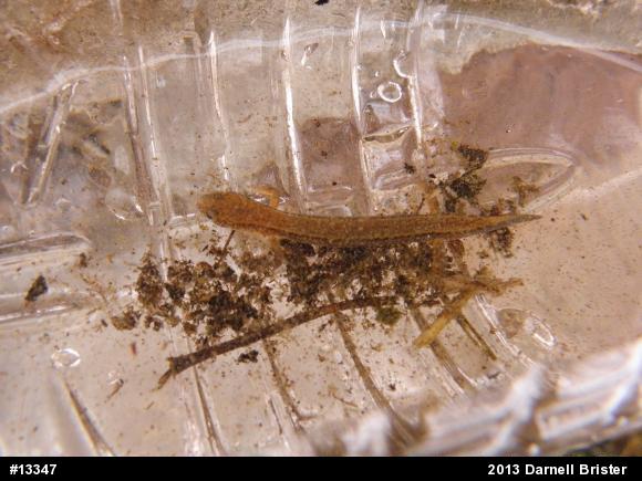 Northern Two-lined Salamander