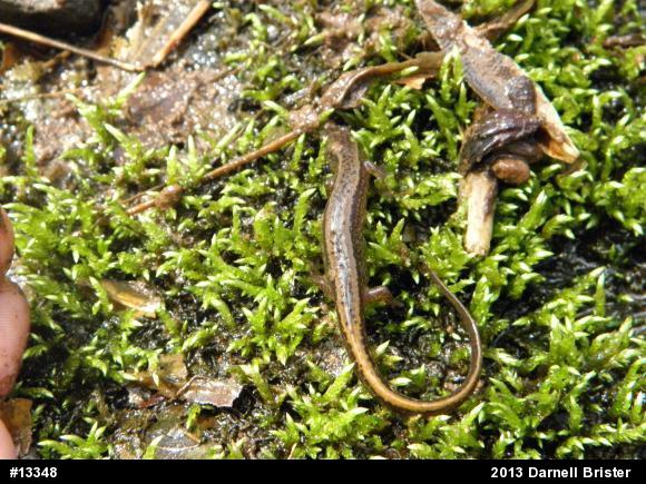 Northern Two-lined Salamander