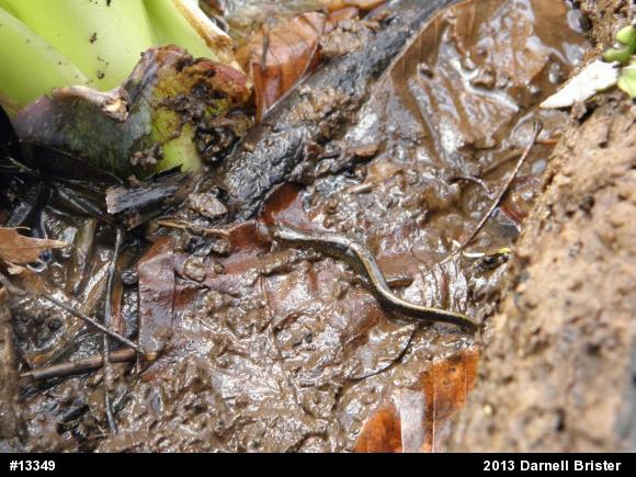 Northern Two-lined Salamander