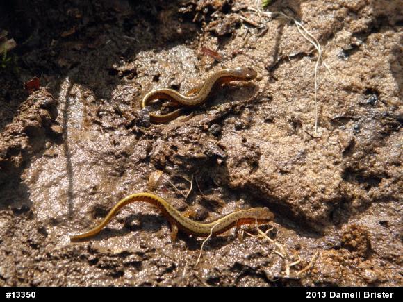 Northern Two-lined Salamander