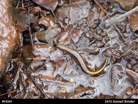 Northern Two-lined Salamander