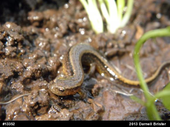 Northern Two-lined Salamander