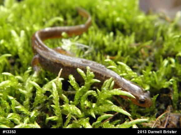 Northern Two-lined Salamander