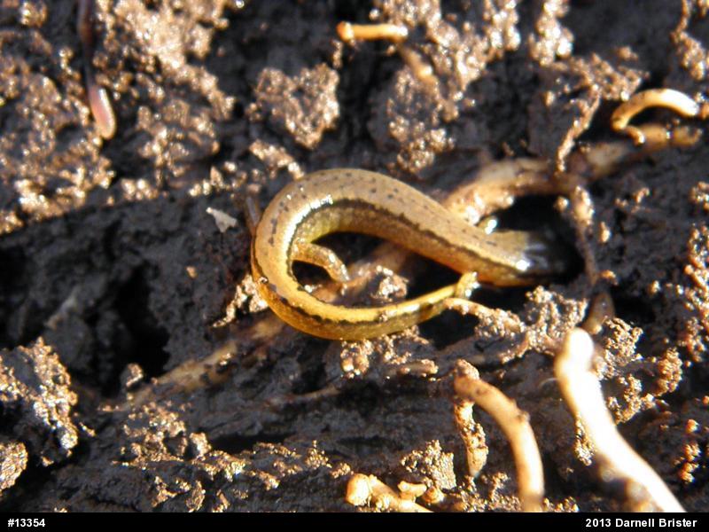 Northern Two-lined Salamander