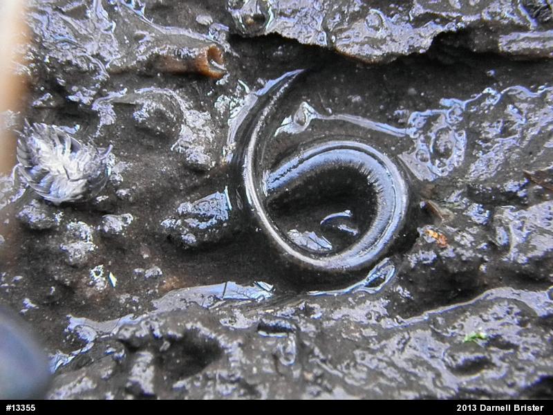 Northern Two-lined Salamander
