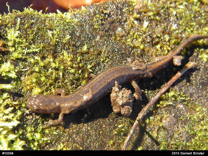 Northern Two-lined Salamander