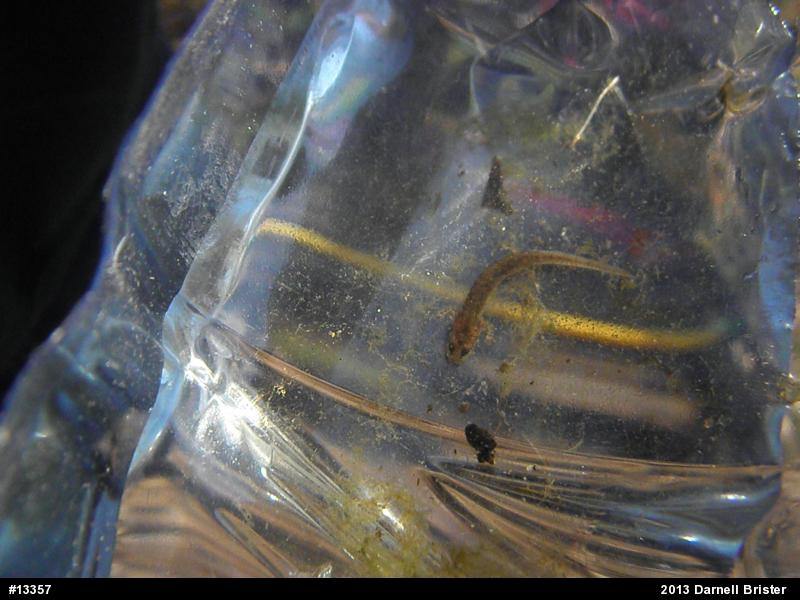 Northern Two-lined Salamander